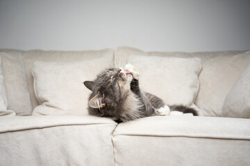 cute gray white maine coon cat lying on couch grooming fur licking paw