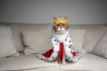 cat king of the couch. spoiled cat standing on sofa wearing royal mantle and crown looking at camera - obrazy, fototapety, plakaty
