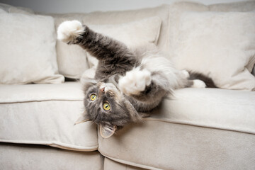 playful gray white maine coon cat laying on couch stretching out paws