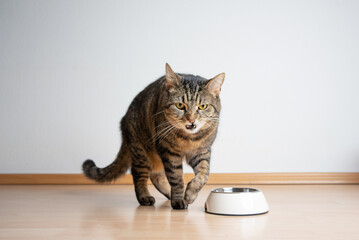 angry cat dislikes pet food in feeding bowl looking at camera with copy space © furryfritz