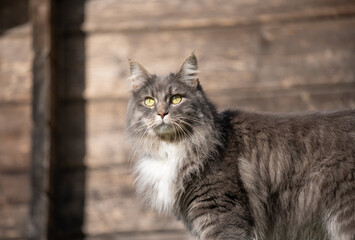 Naklejka na ściany i meble gray longhair cat outdoors in sunlight with wooden wall of shed in the background