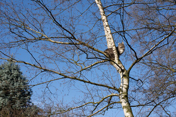 longhair cat climbed up a bare birch tree outdoors sitting on branch observing the territory