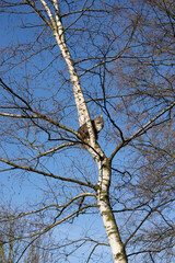 longhair cat climbed up a bare birch tree outdoors sitting on branch observing the territory