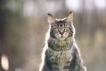 tabby maine coon cat outdoors in sunlight looking at camera portrait with copy space