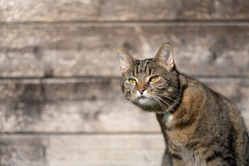 tabby cat outdoors looking curious observing the area on wooden background with copy space