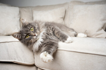 cute gray white maine coon cat lying on side resting on couch looking at camera