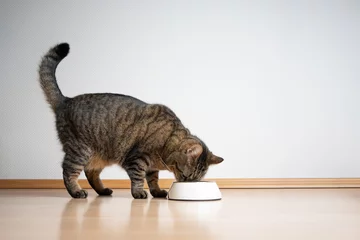 Fototapeten side view of tabby cat eating pet food from feeding bowl on white background with copy space © FurryFritz