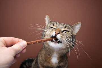 hand feeding tabby shorthair cat with treat stick on brown background