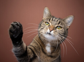 playful tabby shorthair cat raising paw reaching at camera on brown background