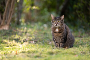 tabby doemstic shorthair cat sitting on grass outdoors in nature observing territory