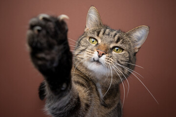playful tabby shorthair cat raising paw reaching at camera showing claws on brown background