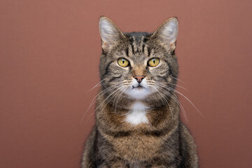 tabby shorthair cat portrait looking at camera on brown background with copy space