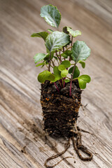 Broccoli 'Purple Sprouting' seedlings dense planted in a block of potting soil with roots exposed on a rustic wooden background