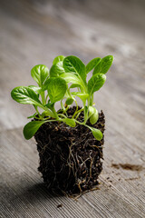 Romaine lettuce 'Parris Island Cos' seedlings densely planted with roots exposed in a block of potting soil on a rustic wooden background