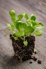 Little gem butterhead romaine lettuce seedlings densely planted in a block of potting soil with roots exposed on a rustic wooden background