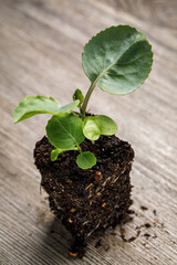 Copenhagen Market cabbage seedlings, an open pollinated Danish heirloom variety, in a block of potting soil with roots exposed on a rustic wooden background