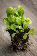 Radicchio 'Palla Rosa' seedlings, an open pollinated Italian variety also known as Italian Chicory