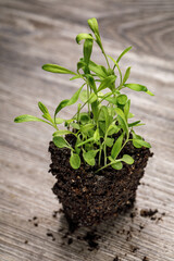 Dianthus seedlings in a block of potting soil with roots exposed on a rustic wooden background