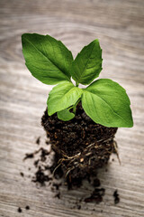 Basil 'Sweet Genovese' seedling in potting soil with roots exposed on a rustic wooden background