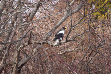 冬枯れの木に止まるオオワシ