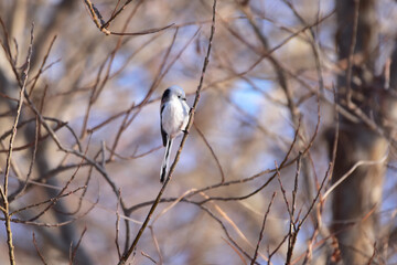 細枝にしがみつくシマエナガ