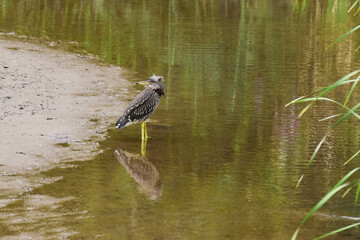 川岸で後ろを向くホシゴイ