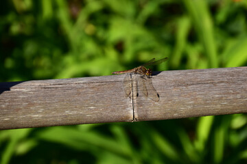 フェンスに止まる赤とんぼ
