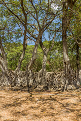 Roots growing at Fasilidas Bath in Gondar, Ethiopia