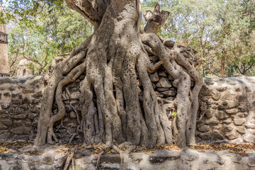 Fototapeta na wymiar Roots growing at Fasilidas Bath in Gondar, Ethiopia
