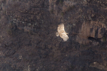 Ruppell's vulture (Gyps rueppelli) in Simien mountains, Ethiopia