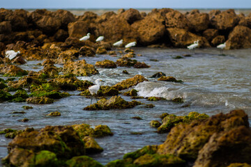 Beautiful photo of white tropical birds, with long necks and legs, standing on stones covered with moss on the Caribbean coast Cartagena Colombia, beautiful sea