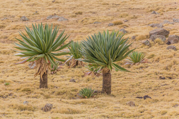 Giant lobelia (Lobelia rhynchopetalum) in Simien mountains, Ethiopia