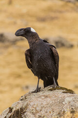 Thick-billed raven (Corvus crassirostris) in Simien mountains, Ethiopia