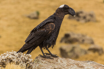 Thick-billed raven (Corvus crassirostris) in Simien mountains, Ethiopia