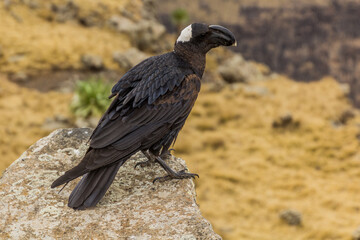 Thick-billed raven (Corvus crassirostris) in Simien mountains, Ethiopia