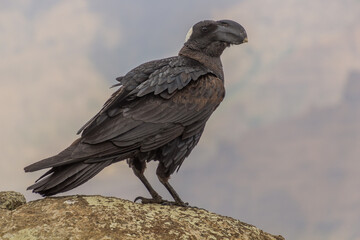 Thick-billed raven (Corvus crassirostris) in Simien mountains, Ethiopia