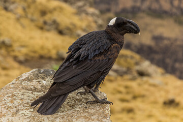 Thick-billed raven (Corvus crassirostris) in Simien mountains, Ethiopia