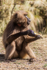 Gelada monkey (Theropithecus gelada) eating a stolen eggplant in Simien mountains, Ethiopia