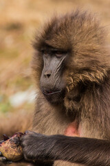 Gelada monkey (Theropithecus gelada) in Simien mountains, Ethiopia