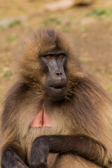 Gelada monkey (Theropithecus gelada) in Simien mountains, Ethiopia
