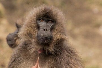 Gelada monkey (Theropithecus gelada) in Simien mountains, Ethiopia