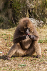 Obraz premium Gelada monkey (Theropithecus gelada) in Simien mountains, Ethiopia