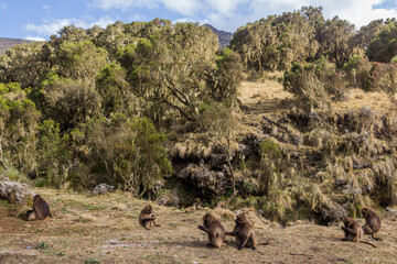 Gelada monkeys (Theropithecus gelada) in Simien mountains, Ethiopia