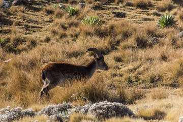 Walia ibex (Capra walie) in Simien mountains, Ethiopia - obrazy, fototapety, plakaty