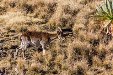Walia ibex (Capra walie) in Simien mountains, Ethiopia