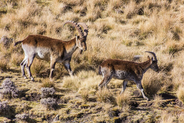 Walia ibexes (Capra walie) in Simien mountains, Ethiopia - obrazy, fototapety, plakaty