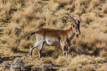 Walia ibex (Capra walie) in Simien mountains, Ethiopia - obrazy, fototapety, plakaty