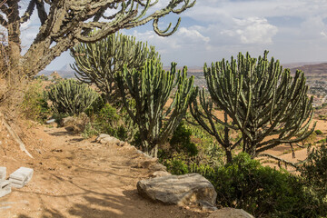 Fototapeta na wymiar Rural landscape with cacti near Axum, Ethiopia