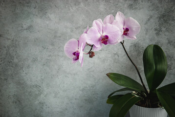 Pink orchid in flowerpot against gray concrete background, copy space