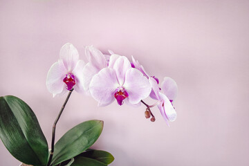 Naklejka na ściany i meble Pink phalaenopsis orchid with copy space, floral background